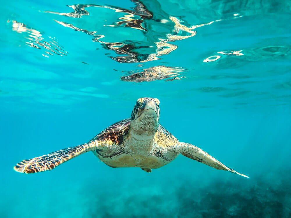 Nager avec les tortues